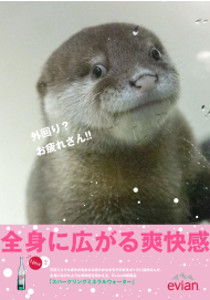 poster 動物シリーズ カワウソ